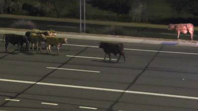 Udderly chaotic: Multiple cows broke free from trailer after crash in Arizona