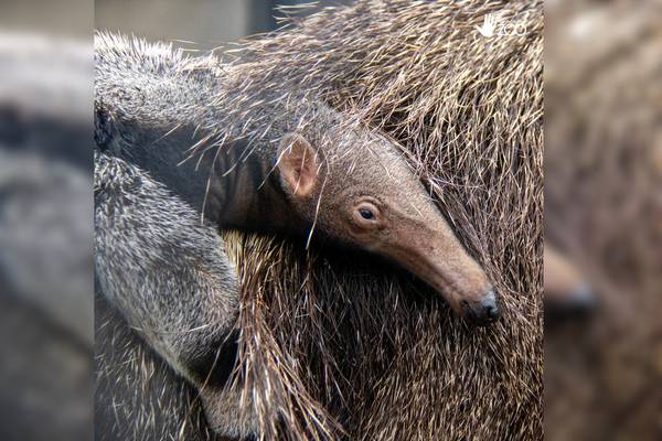 Welcome Lancaster! Giant anteater pup born at Lincoln Children’s Zoo
