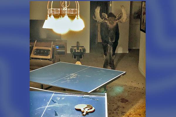 Moose trapped in basement of Colorado home wrecks pingpong table